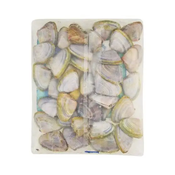 Tweed Bait Pipis In Shell 400g